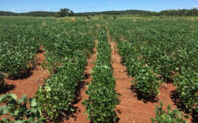 Rows of green soy bean bushes in Mexico