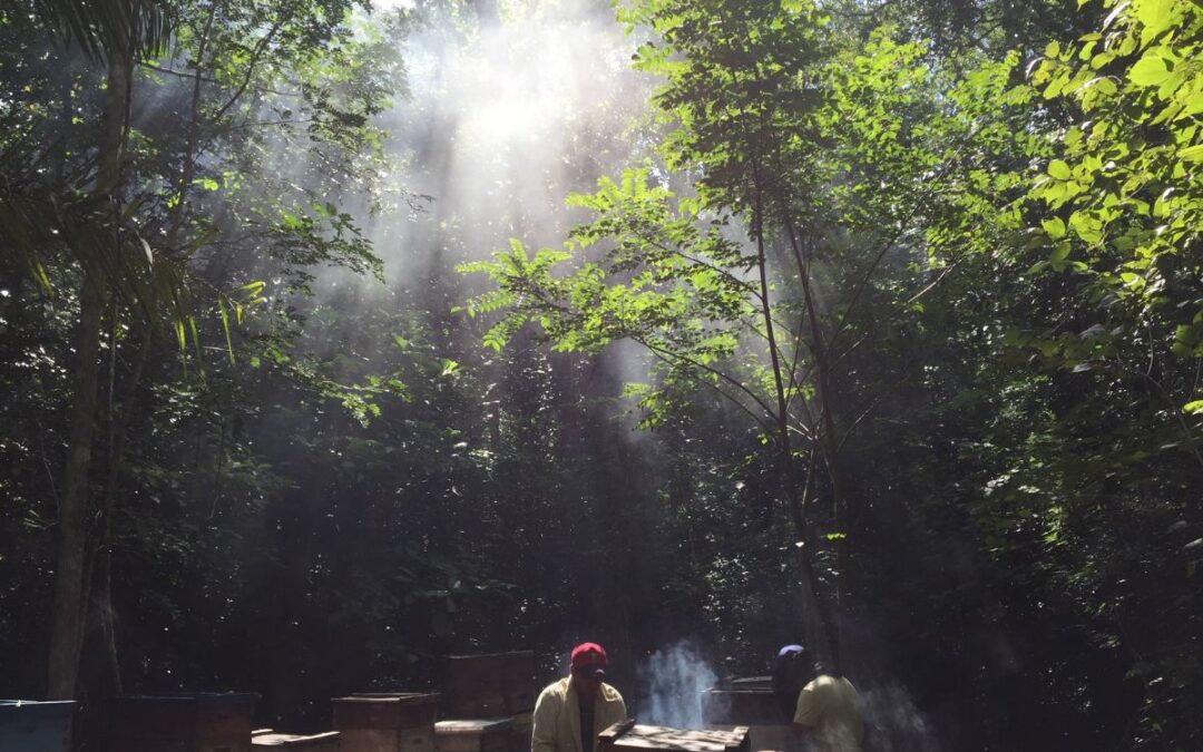 Mayan beekeepers tending to their hives among trees and sunlight-flooded smoky air