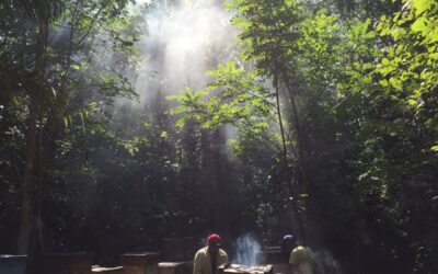Mayan beekeepers tending to their hives among trees and sunlight-flooded smoky air
